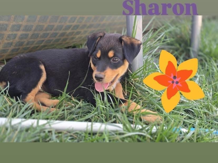 Adozione cane, femmina, Razza sconosciuta Razza sconosciuta, 2 mesi, taglia media, Bari