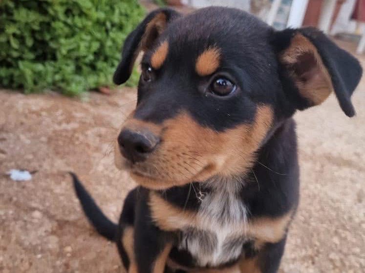 Adotta un cane, femmina, 2 mesi, Bari