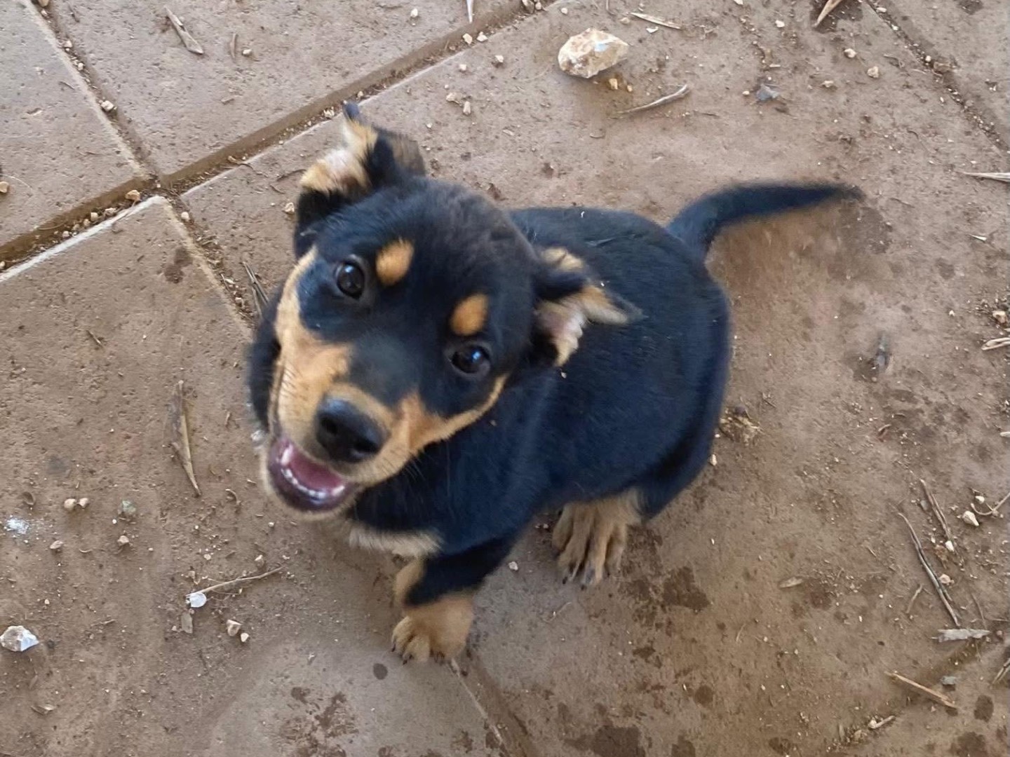 Adotta un cane, taglia media, femmina, Bari