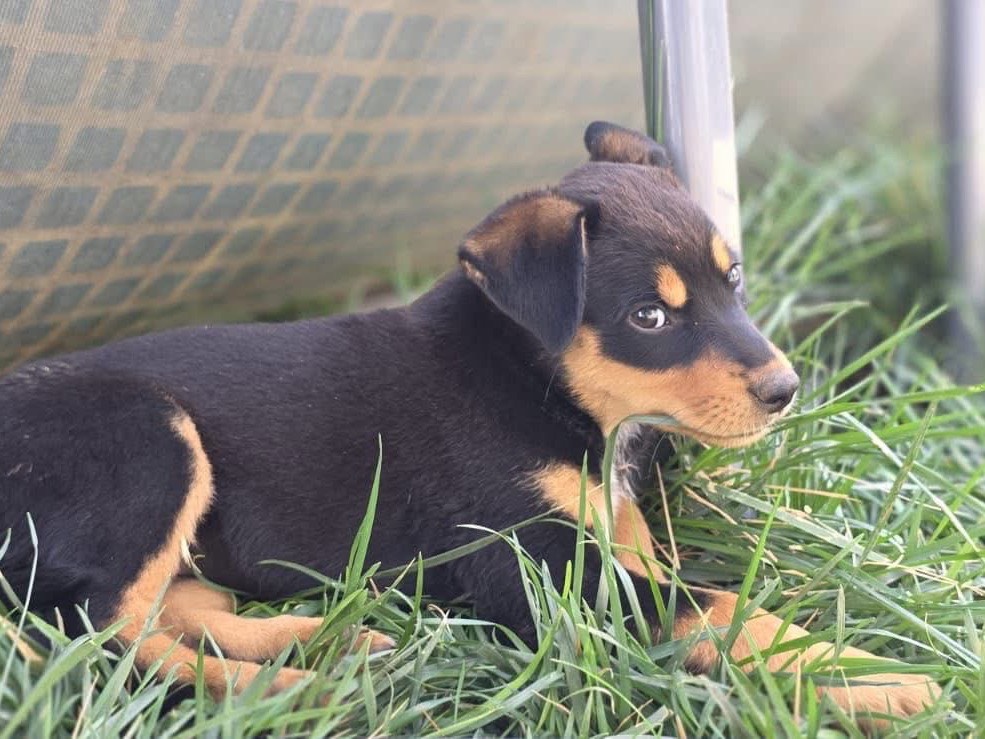 Vuoi adottare un cane a Bari?