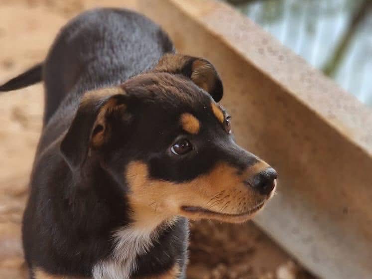Adotta il cane Sharon a Bari