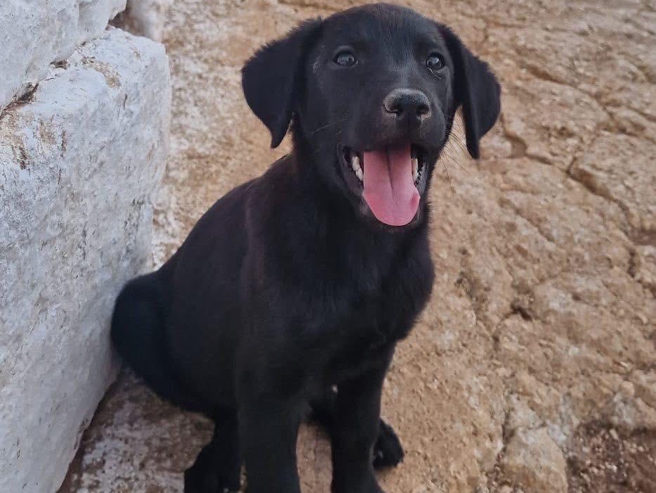 Vuoi adottare un cane a Bari?