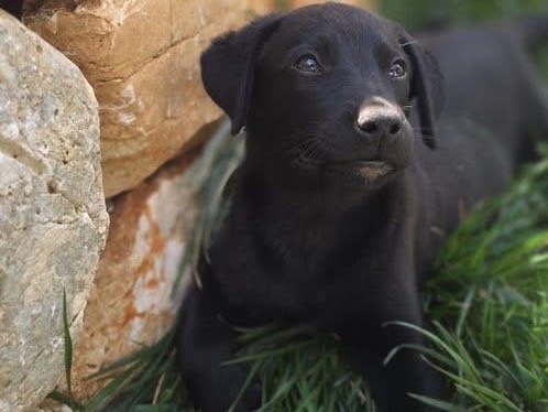 Adotta il cane Edy a Bari