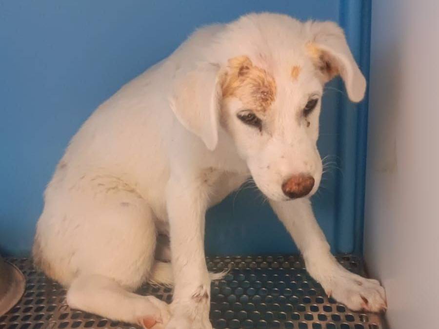 Adozione cane, femmina, Razza sconosciuta Razza sconosciuta, 4 mesi, taglia media, Crotone