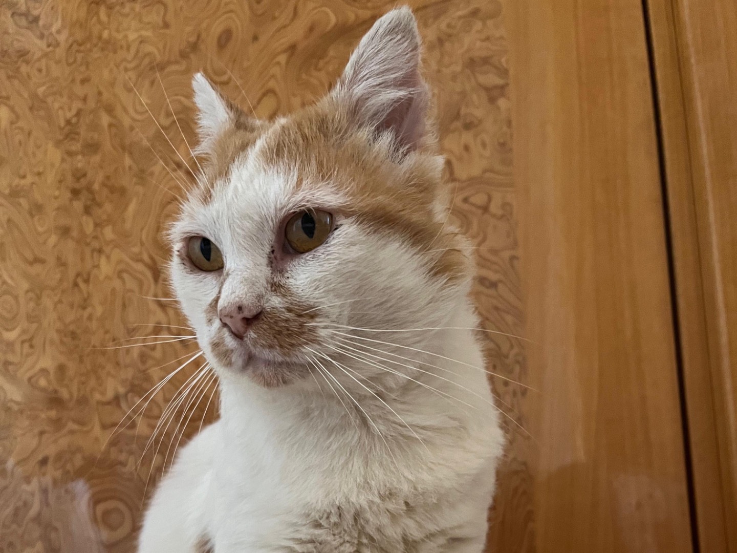 Adozione gatto, maschio, Razza sconosciuta Razza sconosciuta, 7 anni e 1 mese, taglia non valida, Bari