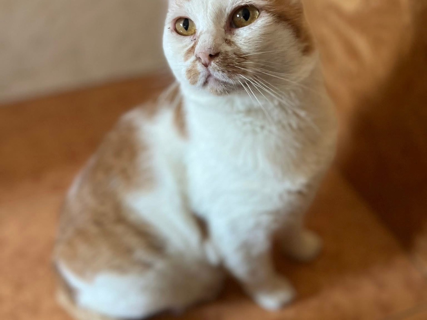 Adotta un gatto, maschio, 7 anni e 1 mese, Bari