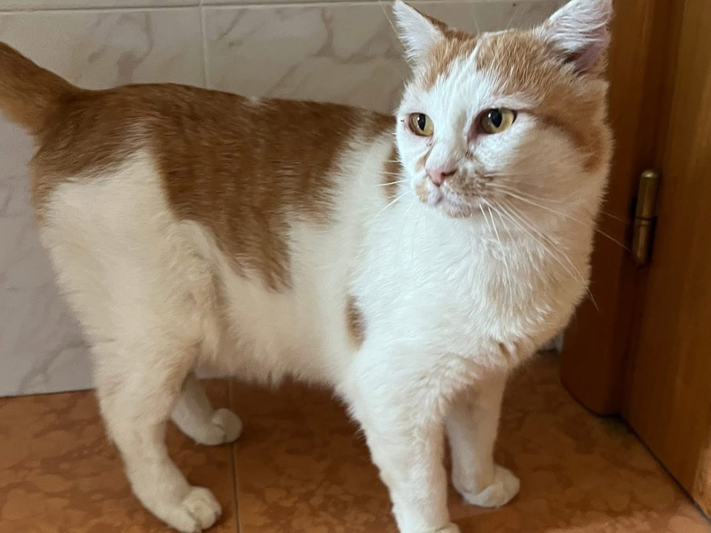 Adotta un gatto, taglia non valida, maschio, Bari