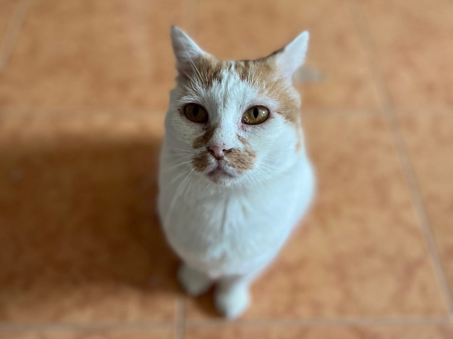 Vuoi adottare un gatto a Bari?