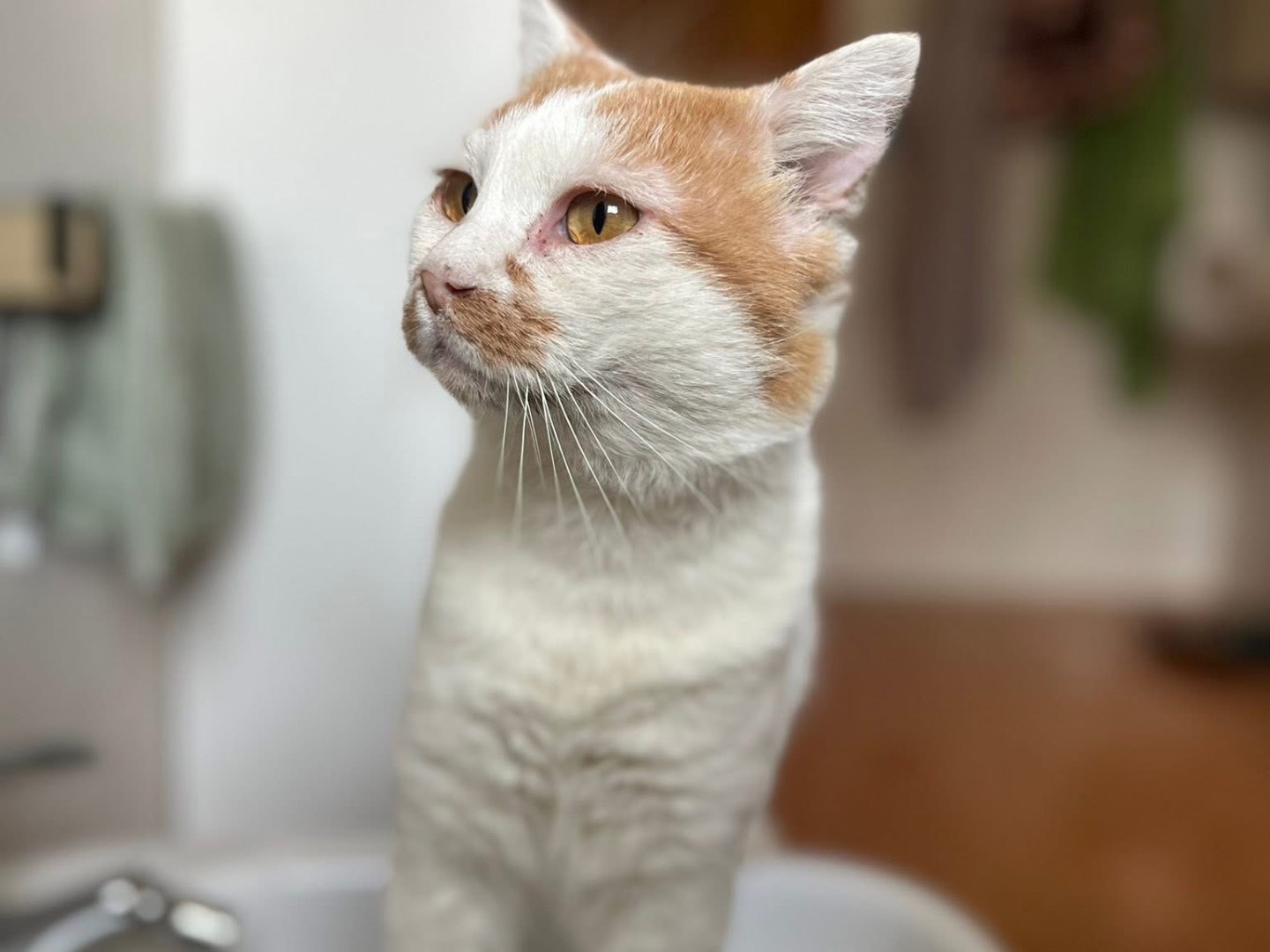 Adotta il gatto Filippo a Bari