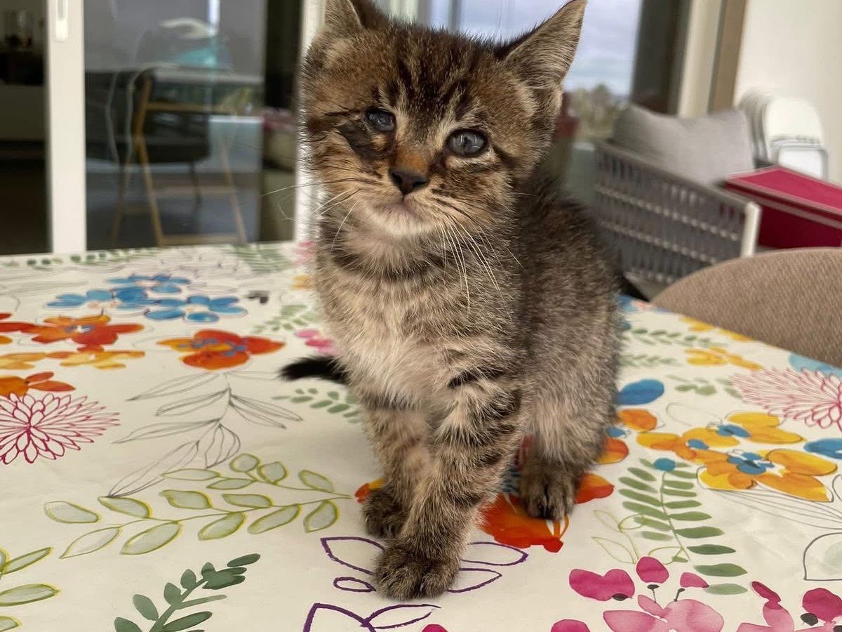 Vuoi adottare un gatto a Bari?