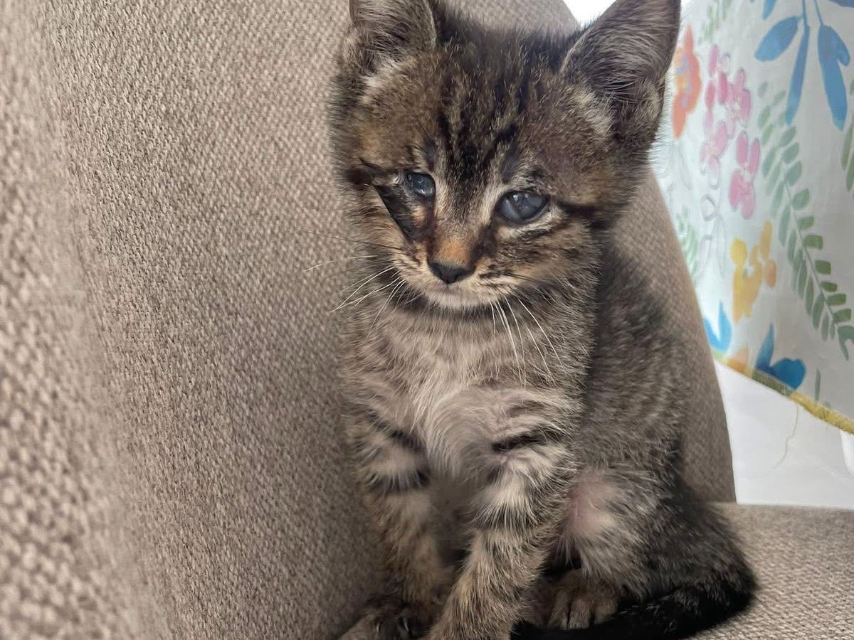 Adotta il gatto Tigro a Bari