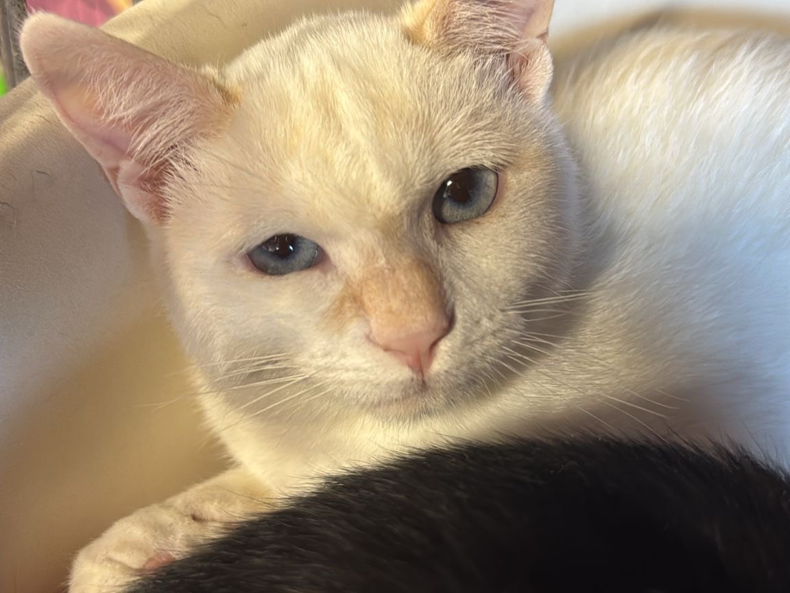 Adozione gatto, maschio, Razza sconosciuta Razza sconosciuta, 4 mesi, taglia non valida, Brescia