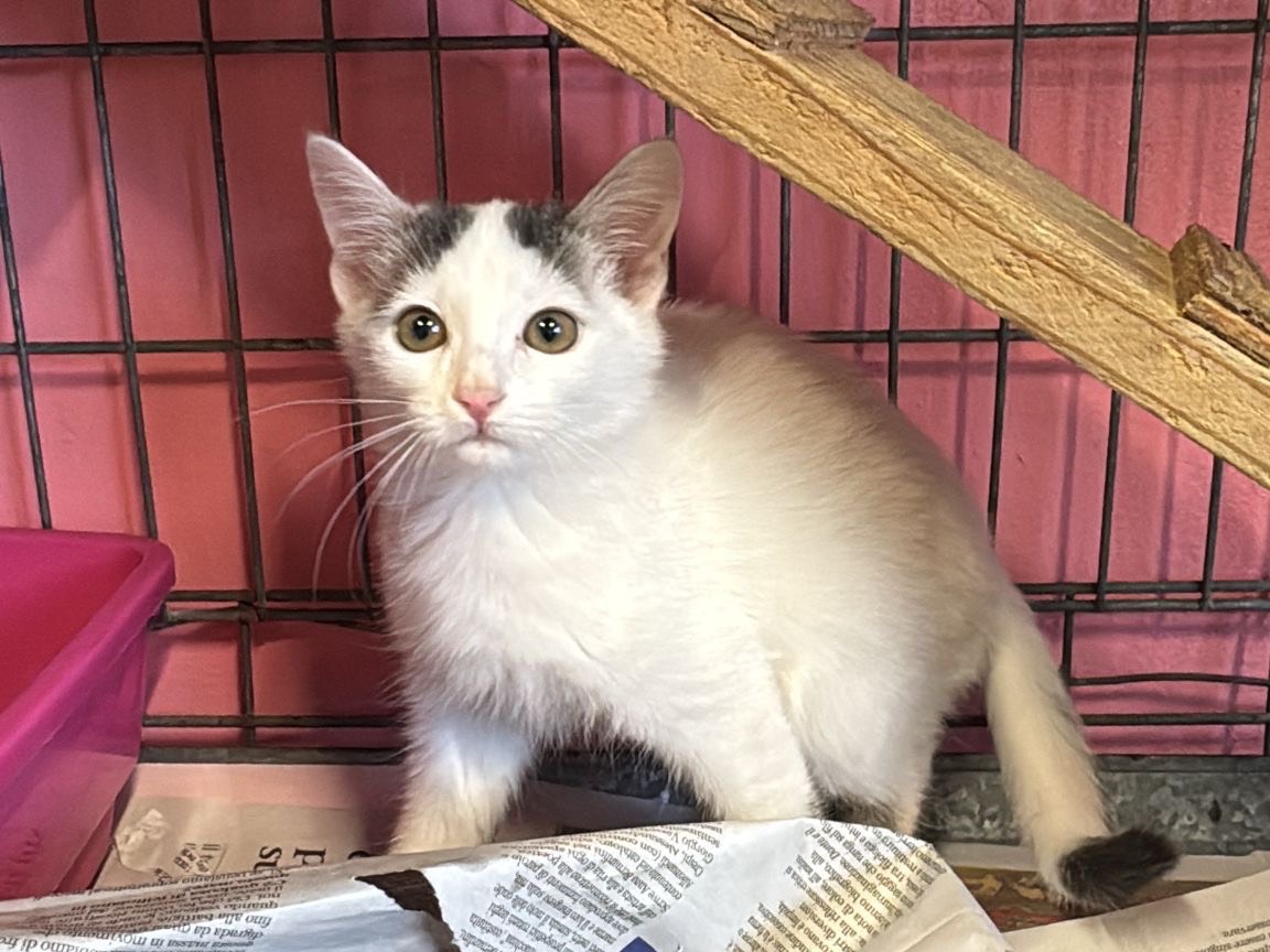 Adozione gatto, femmina, Razza sconosciuta Razza sconosciuta, 2 mesi, taglia non valida, Brescia