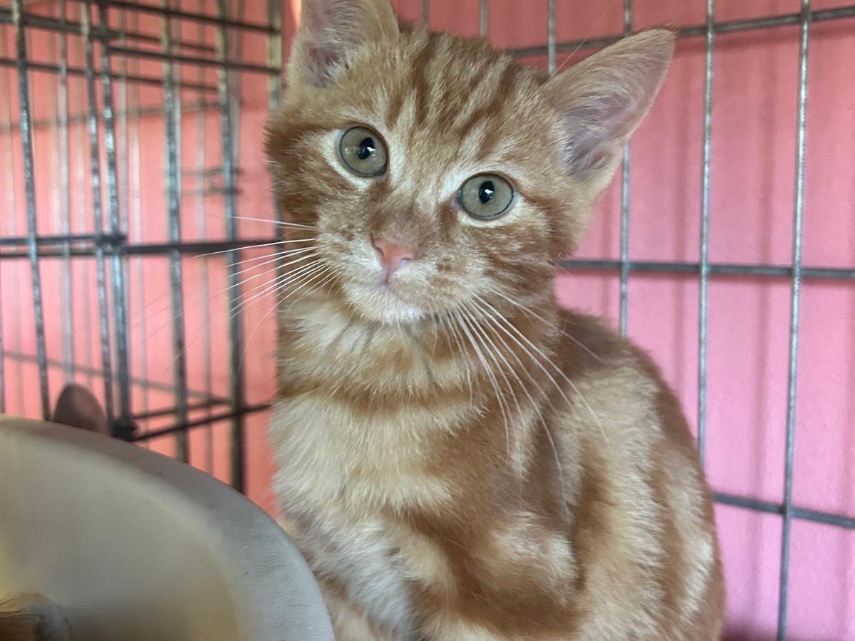 Adozione gatto, maschio, Razza sconosciuta Razza sconosciuta, 2 mesi, taglia non valida, Brescia