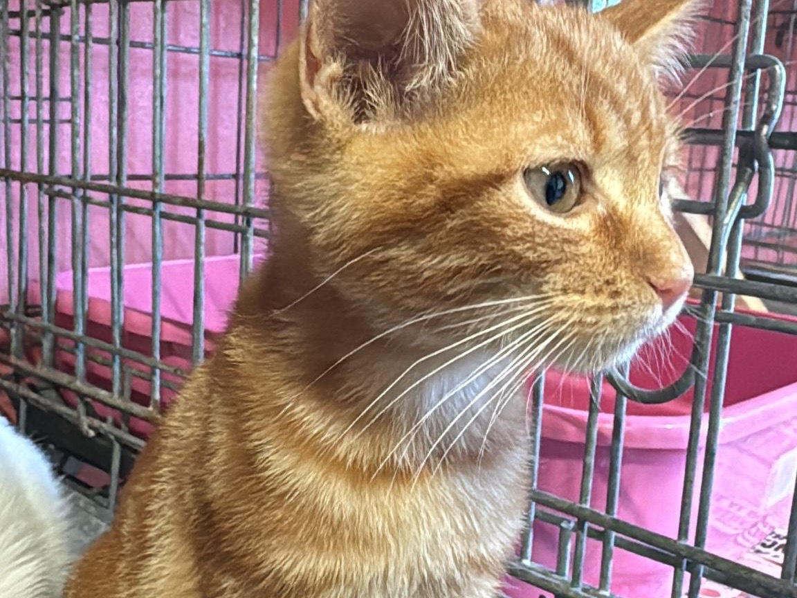 Adotta un gatto, maschio, 2 mesi, Brescia