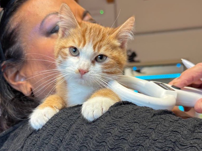 Adozione gatto, maschio, Razza sconosciuta Razza sconosciuta, 2 mesi, taglia non valida, Brescia