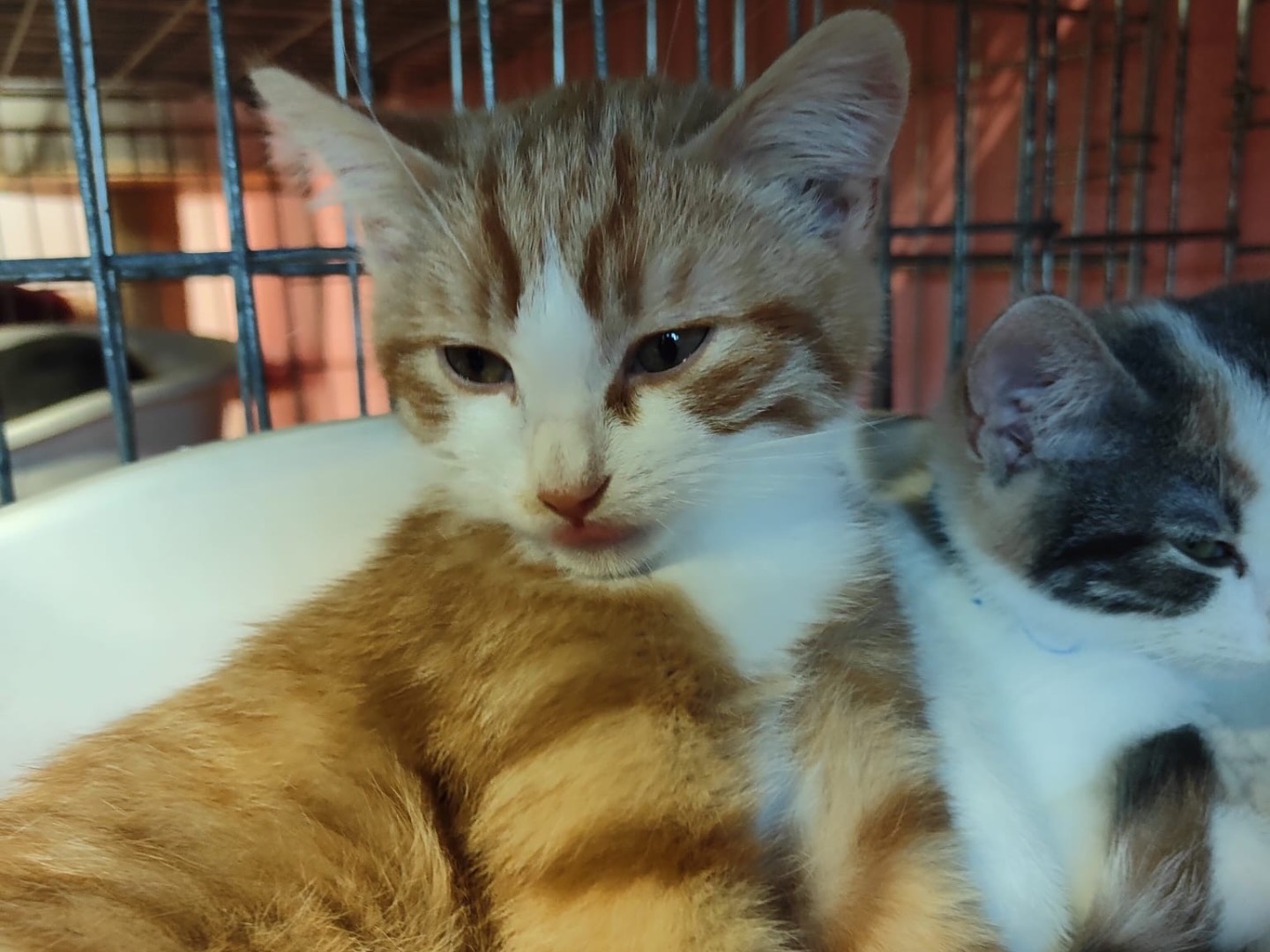 Adotta un gatto, maschio, 2 mesi, Brescia