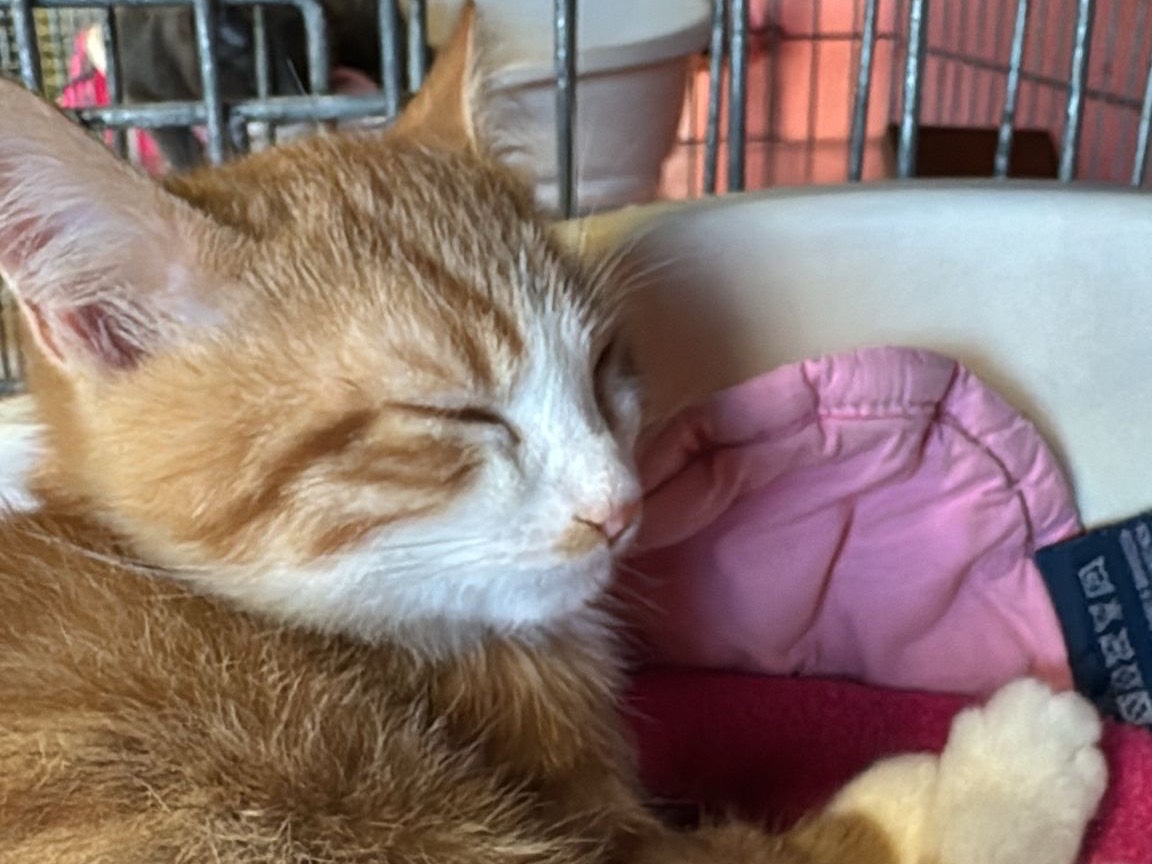 Adotta un gatto, taglia non valida, maschio, Brescia