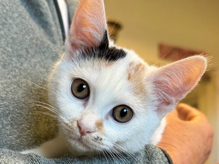 Adozione gatto, femmina, Razza sconosciuta Razza sconosciuta, 2 mesi, taglia non valida, Brescia