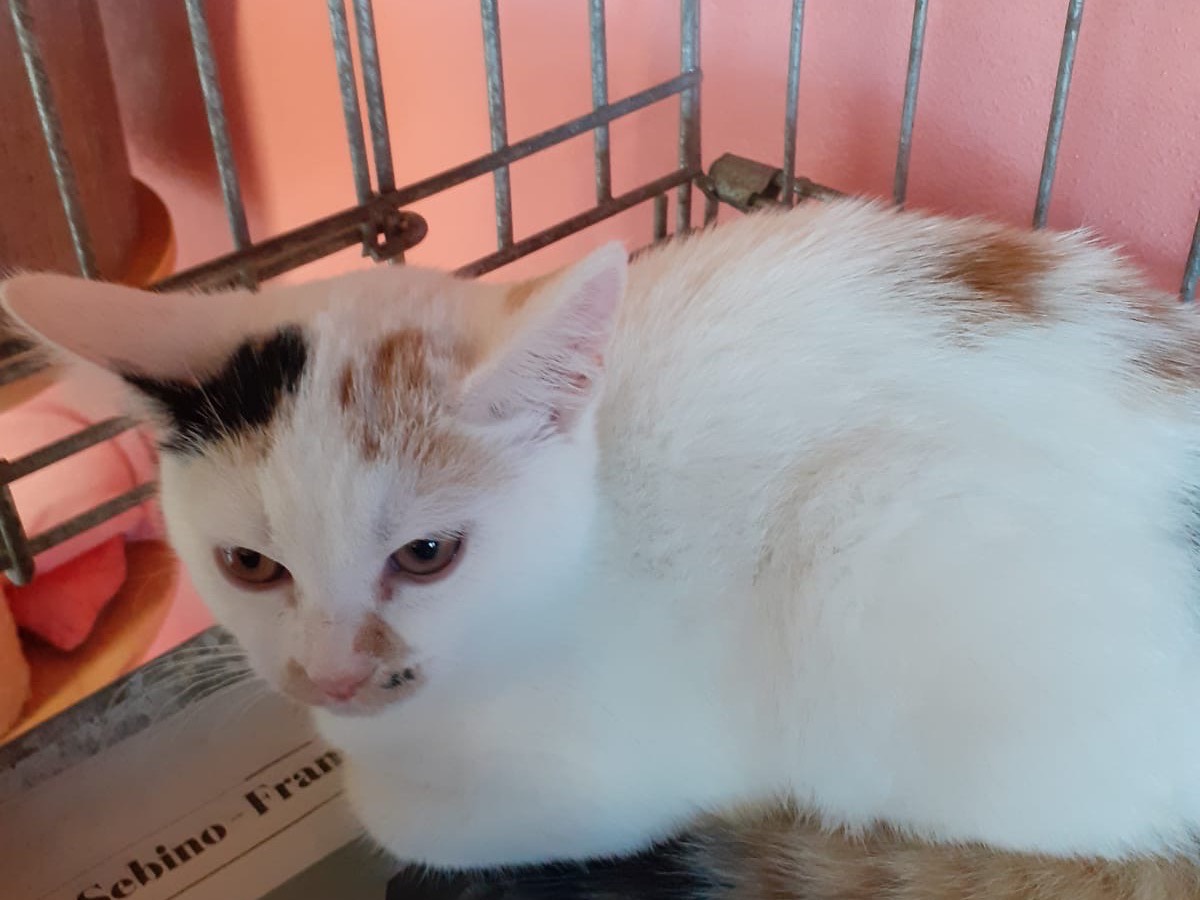 Adotta un gatto, femmina, 2 mesi, Brescia