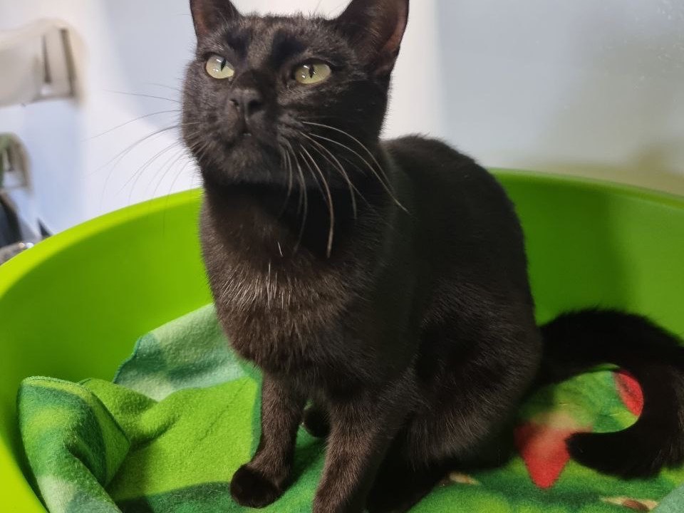 Adozione gatto, femmina, Razza sconosciuta Razza sconosciuta, 7 mesi, taglia non valida, Brescia