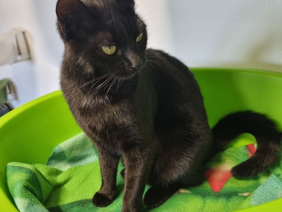 Adotta un gatto, femmina, 7 mesi, Brescia