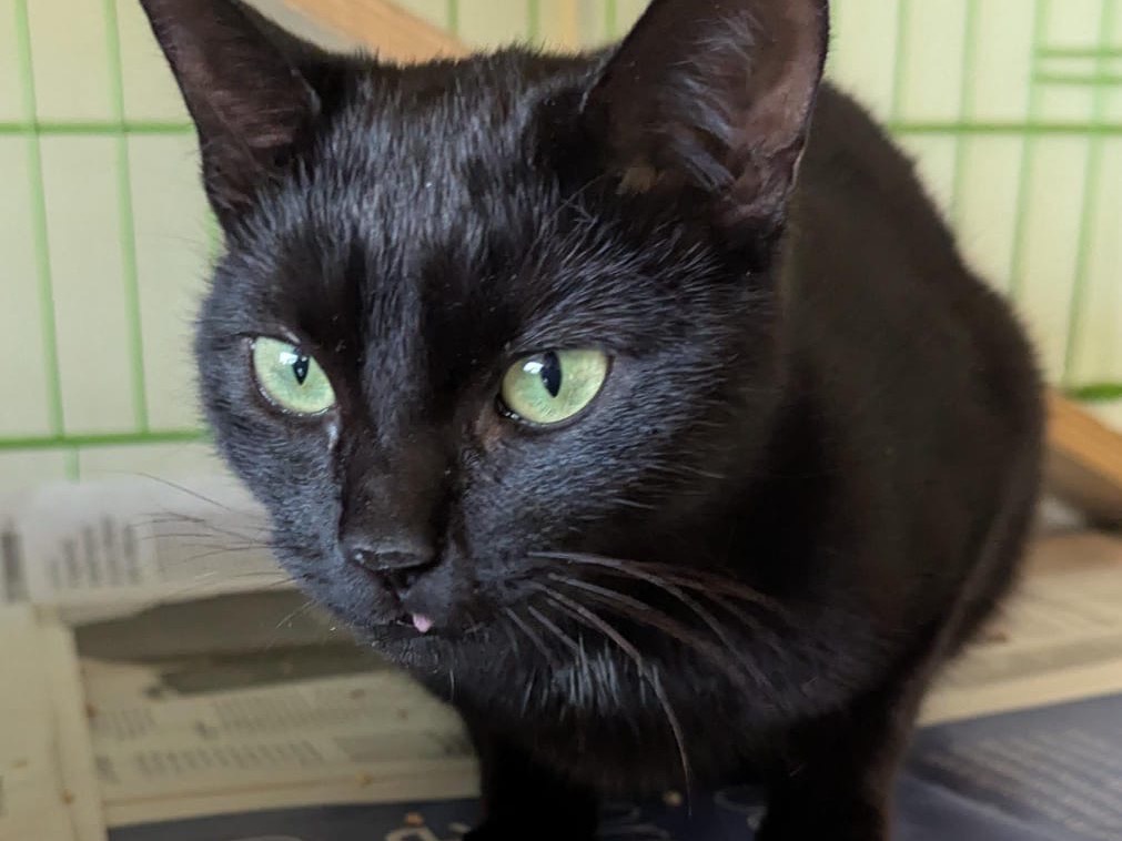 Adotta un gatto, taglia non valida, femmina, Brescia