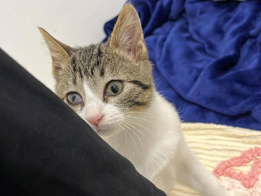 Adozione gatto, maschio, Razza sconosciuta Razza sconosciuta, 2 mesi, taglia non valida, Viterbo