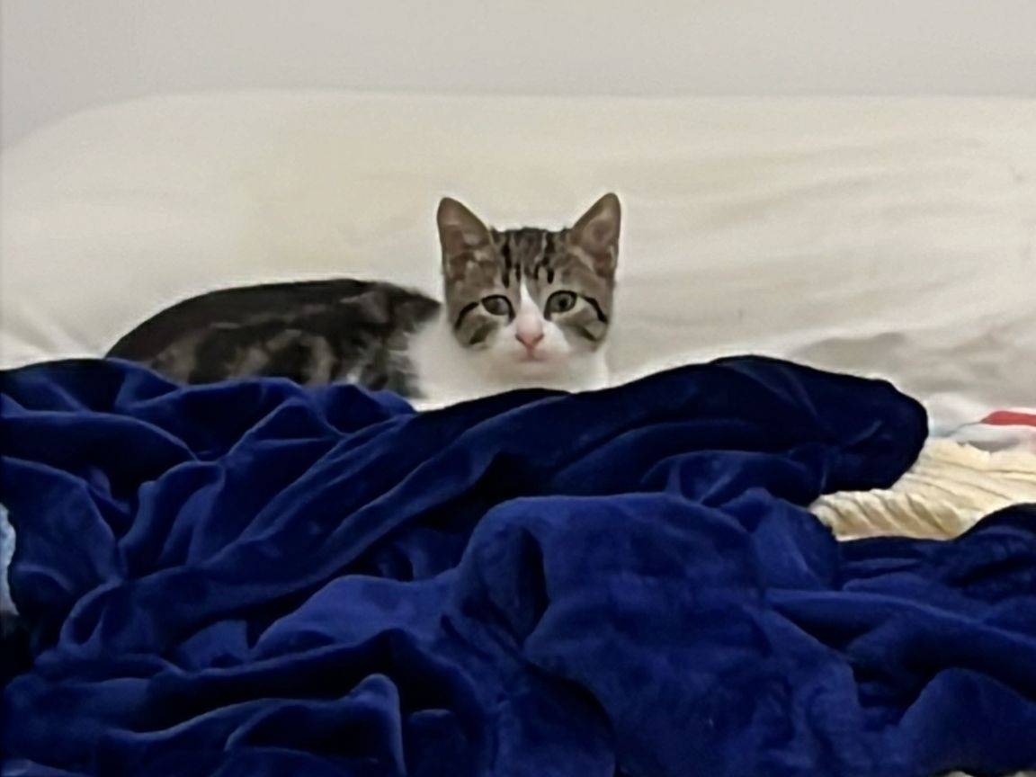 Adotta un gatto, maschio, 2 mesi, Viterbo