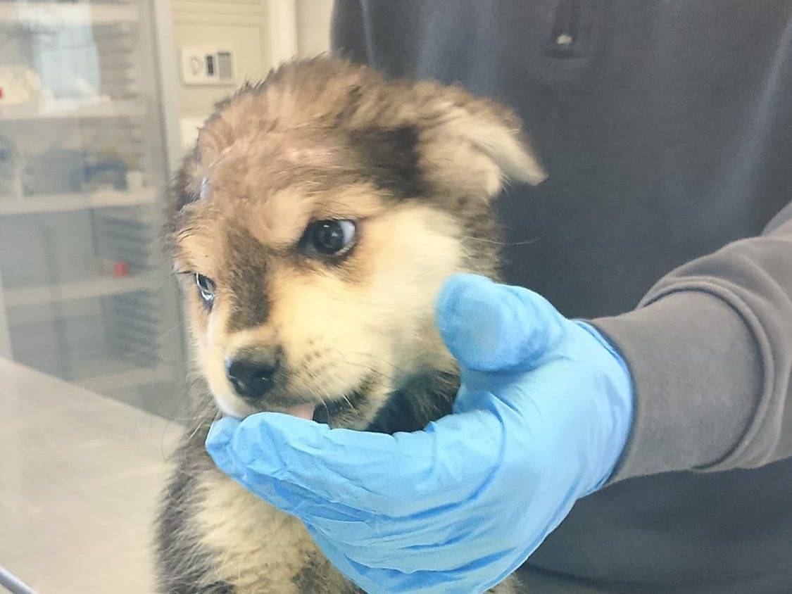 Adozione cane, femmina, Razza sconosciuta Razza sconosciuta, 2 mesi, taglia media contenuta, Crotone