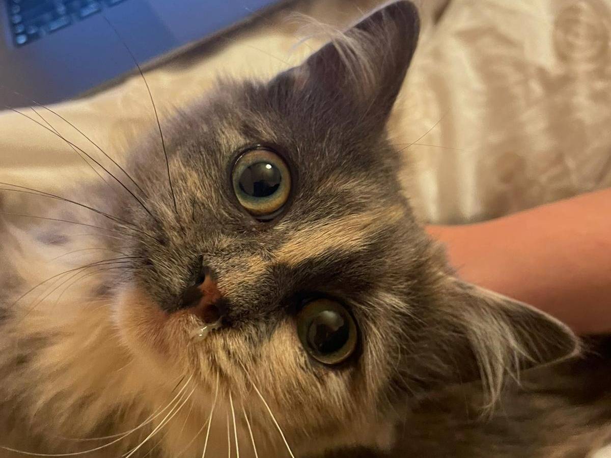 Adozione gatto, femmina, Razza sconosciuta Razza sconosciuta, 3 mesi, taglia non valida, Parma