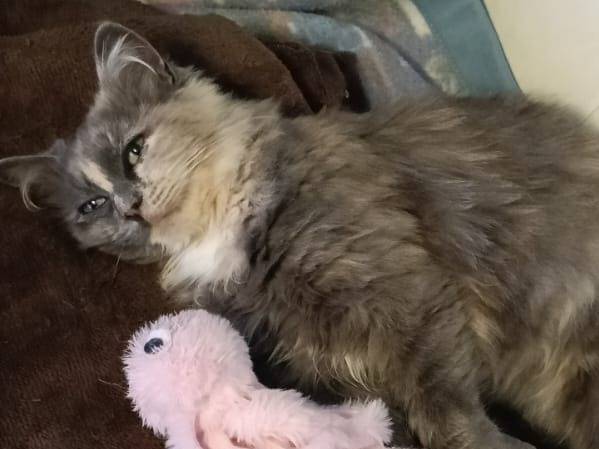 Adotta un gatto, femmina, 3 mesi, Parma
