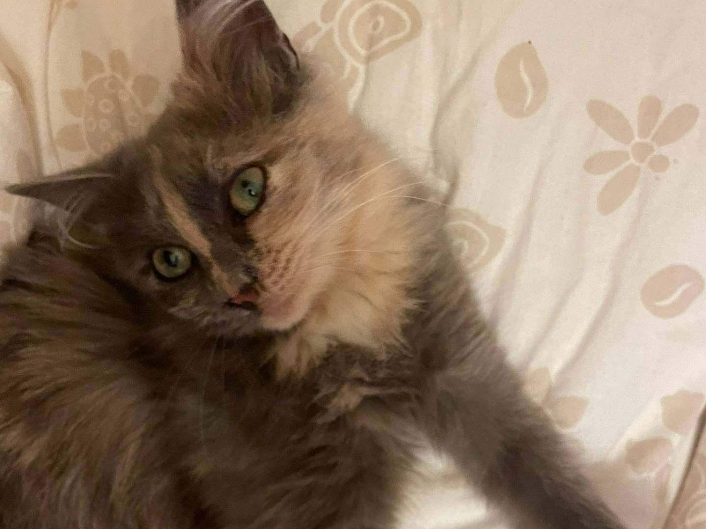 Adotta un gatto, taglia non valida, femmina, Parma