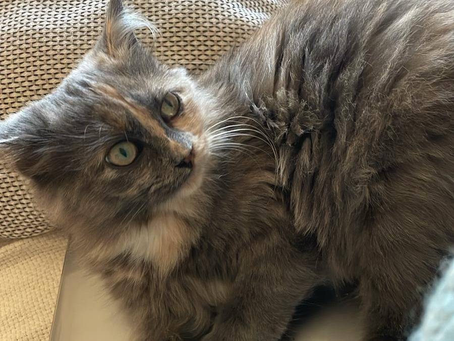 Vuoi adottare un gatto a Parma?