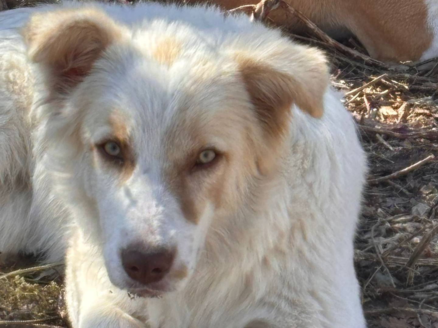Adozione cane, femmina, Razza sconosciuta Razza sconosciuta, 4 mesi, taglia media contenuta, Ragusa