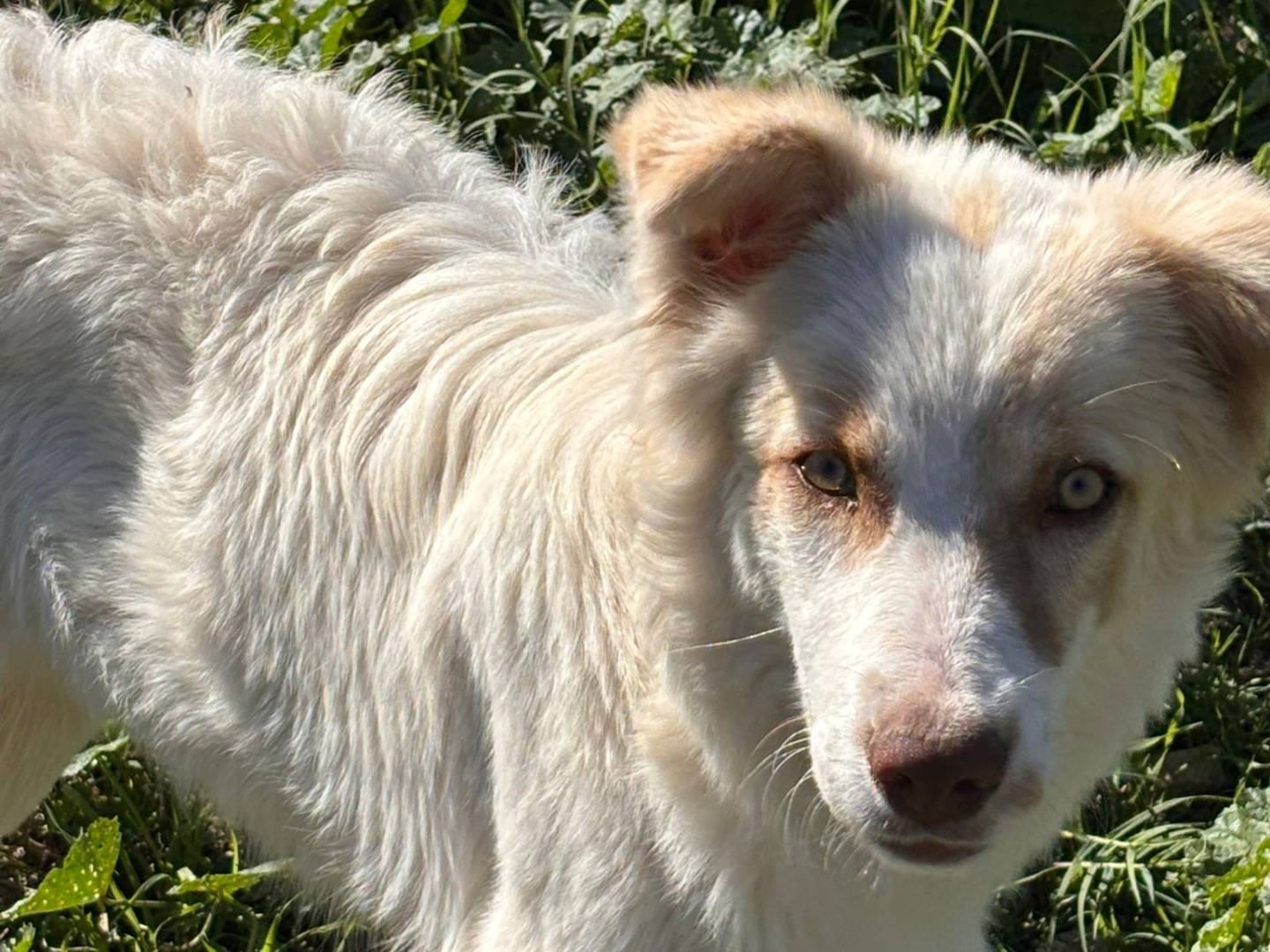 Adotta un cane, femmina, 4 mesi, Ragusa