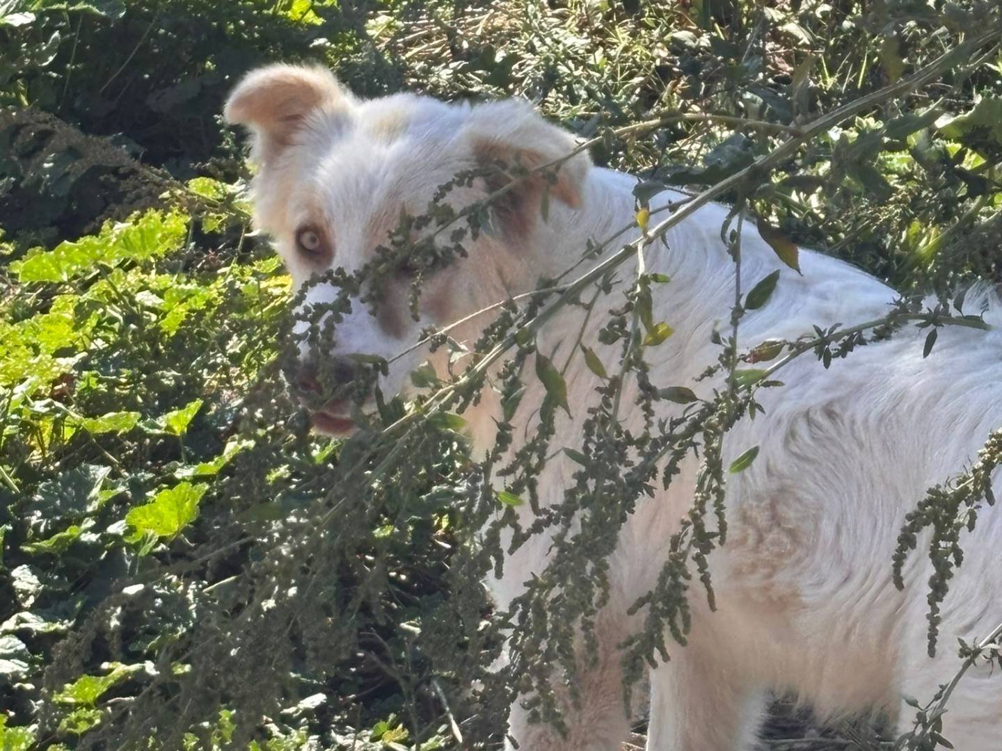 Adotta un cane, taglia media contenuta, femmina, Ragusa