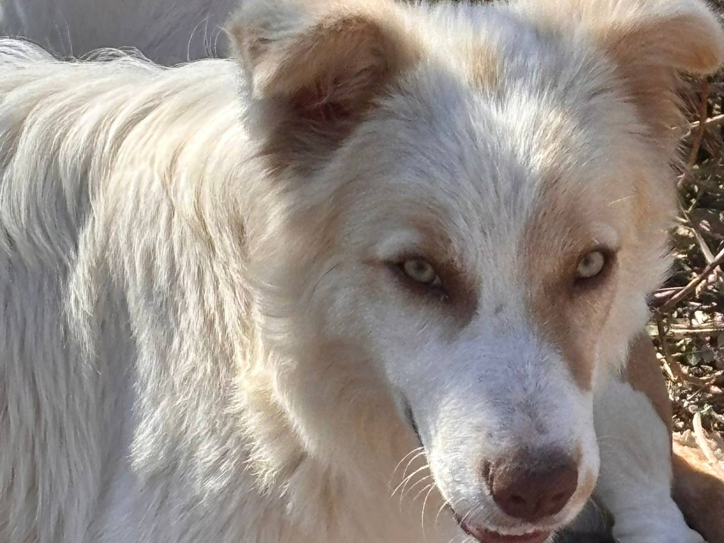 Vuoi adottare un cane a Ragusa?