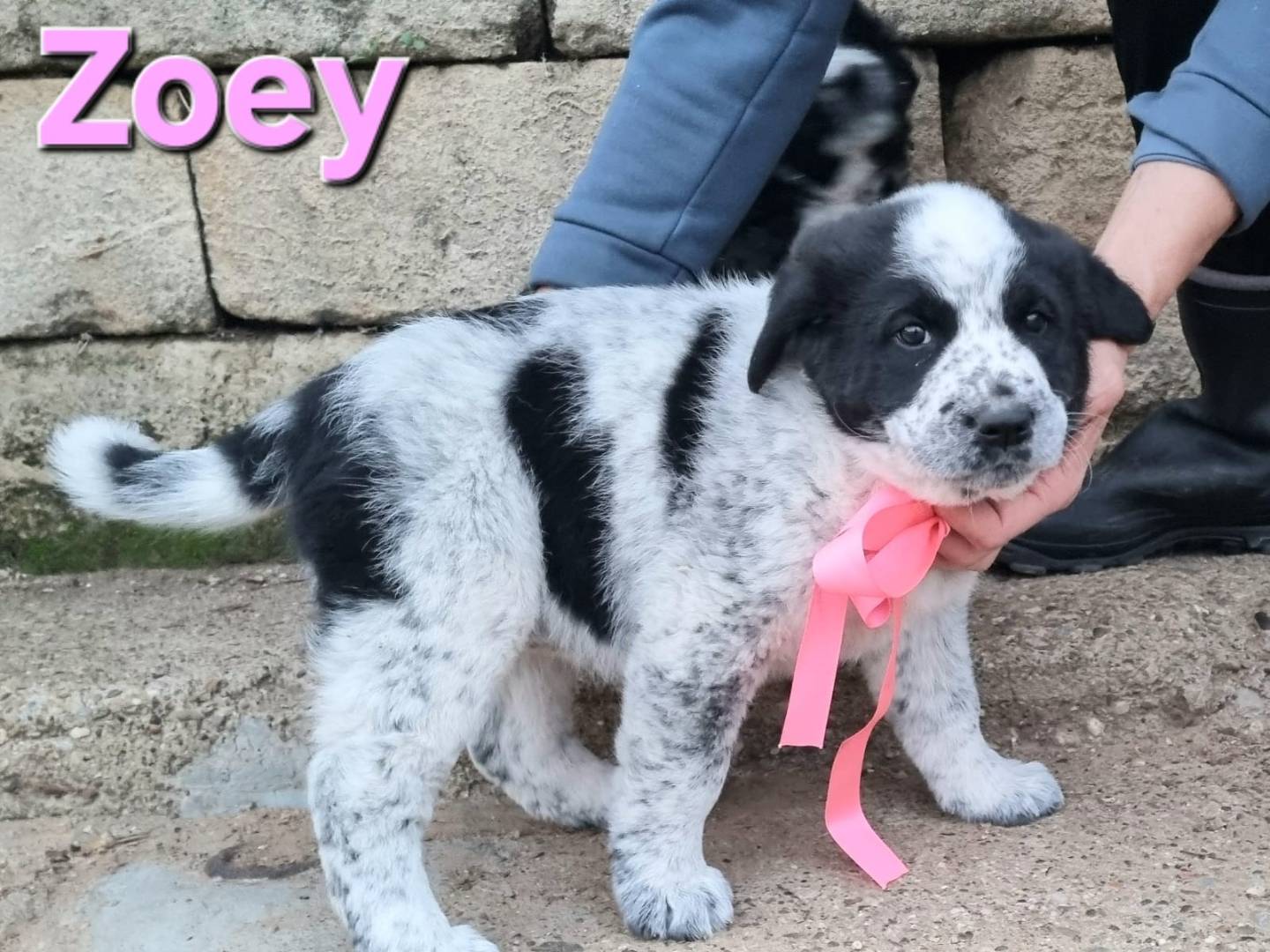 Vuoi adottare un cane a Taranto?