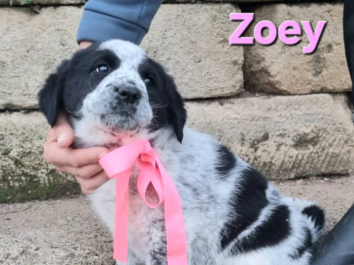 Adotta il cane Zoey a Taranto