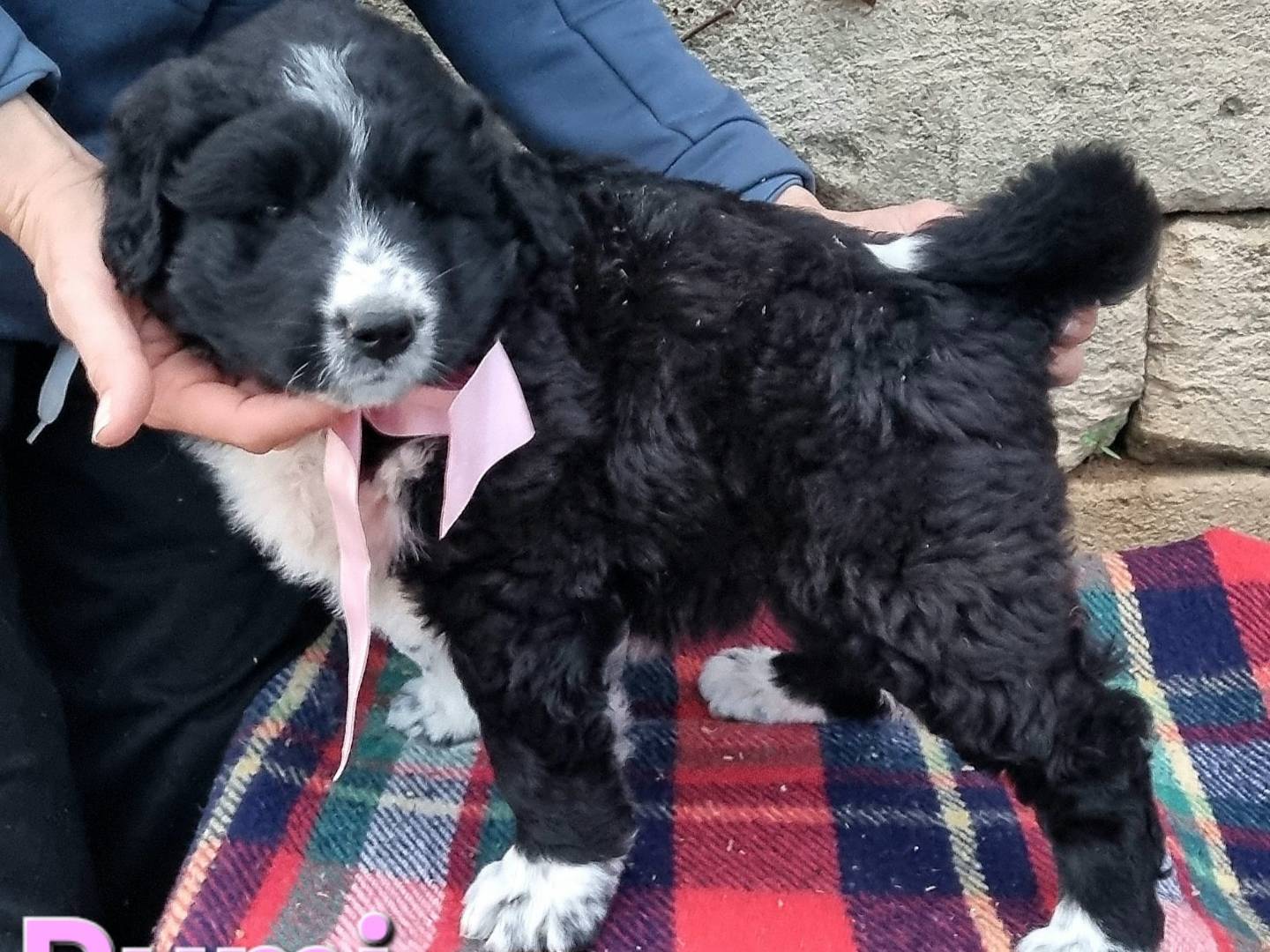 Vuoi adottare un cane a Taranto?