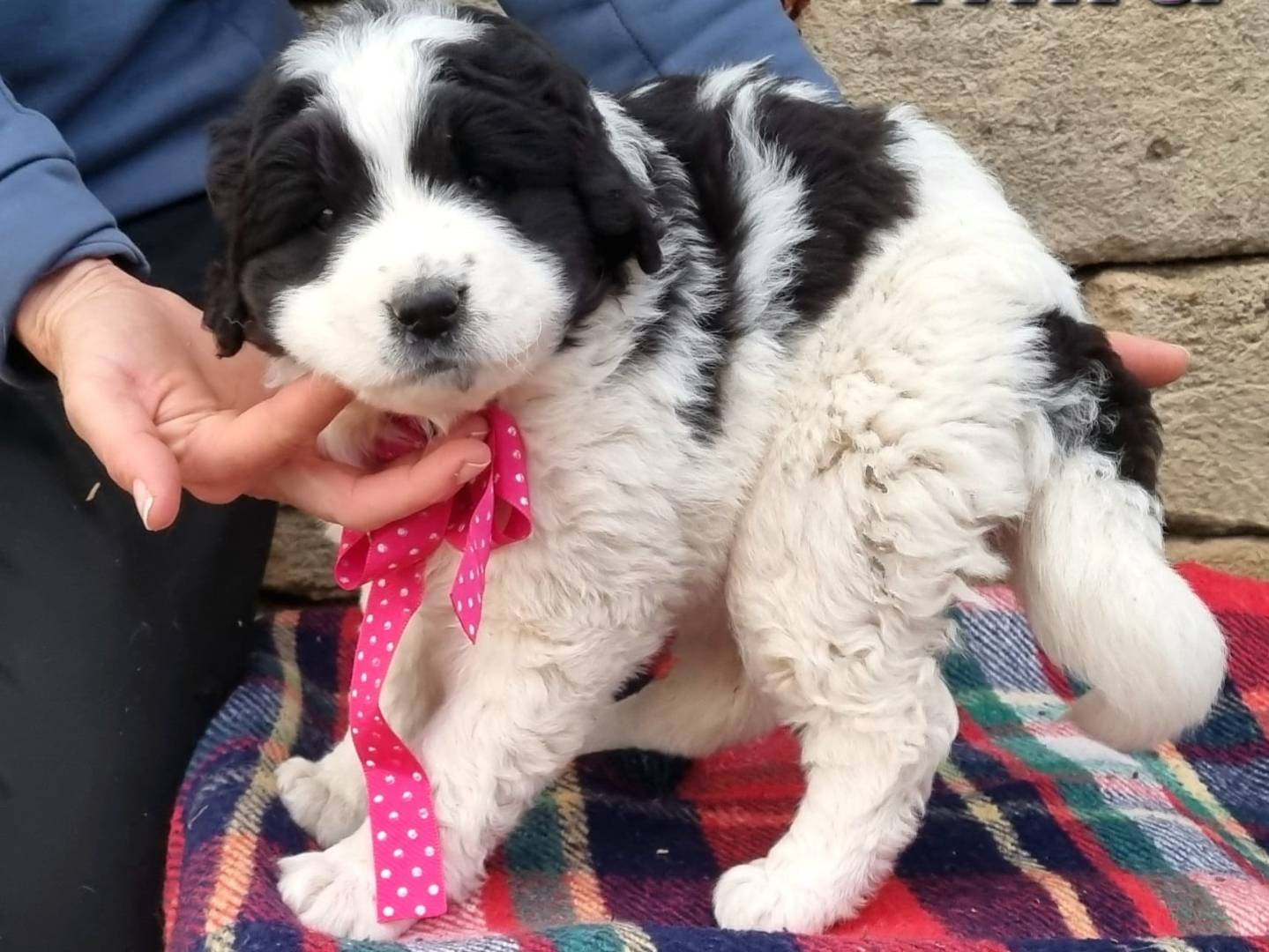 Vuoi adottare un cane a Taranto?