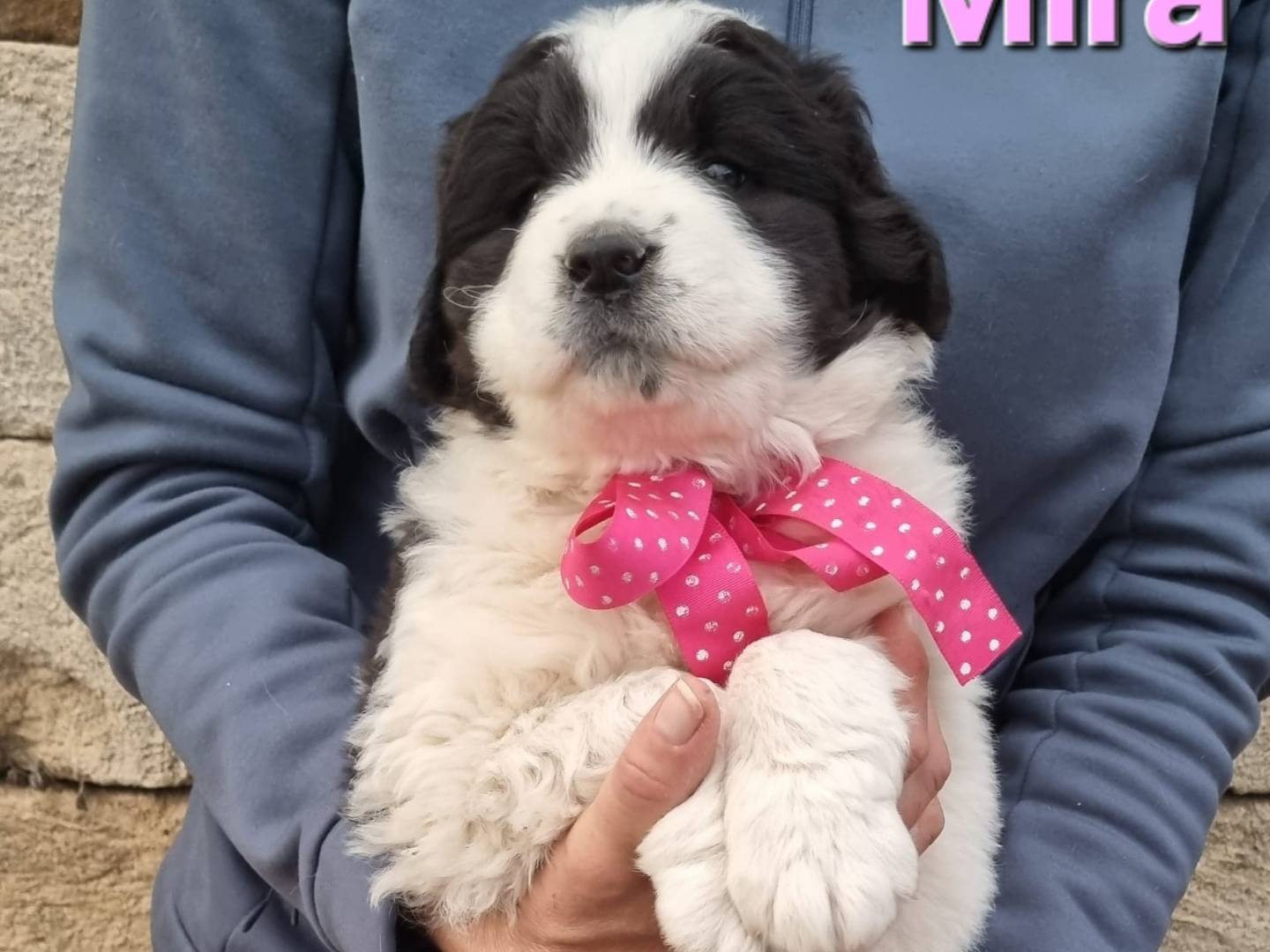 Adotta il cane Mira a Taranto