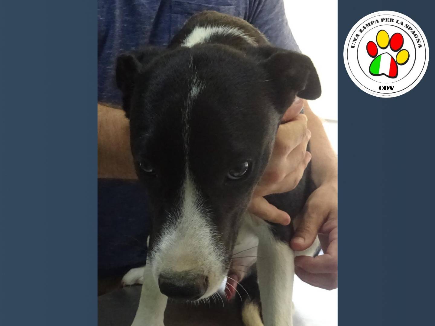 Adozione cane, maschio, Razza sconosciuta Razza sconosciuta, 11 mesi, taglia media contenuta, Milano