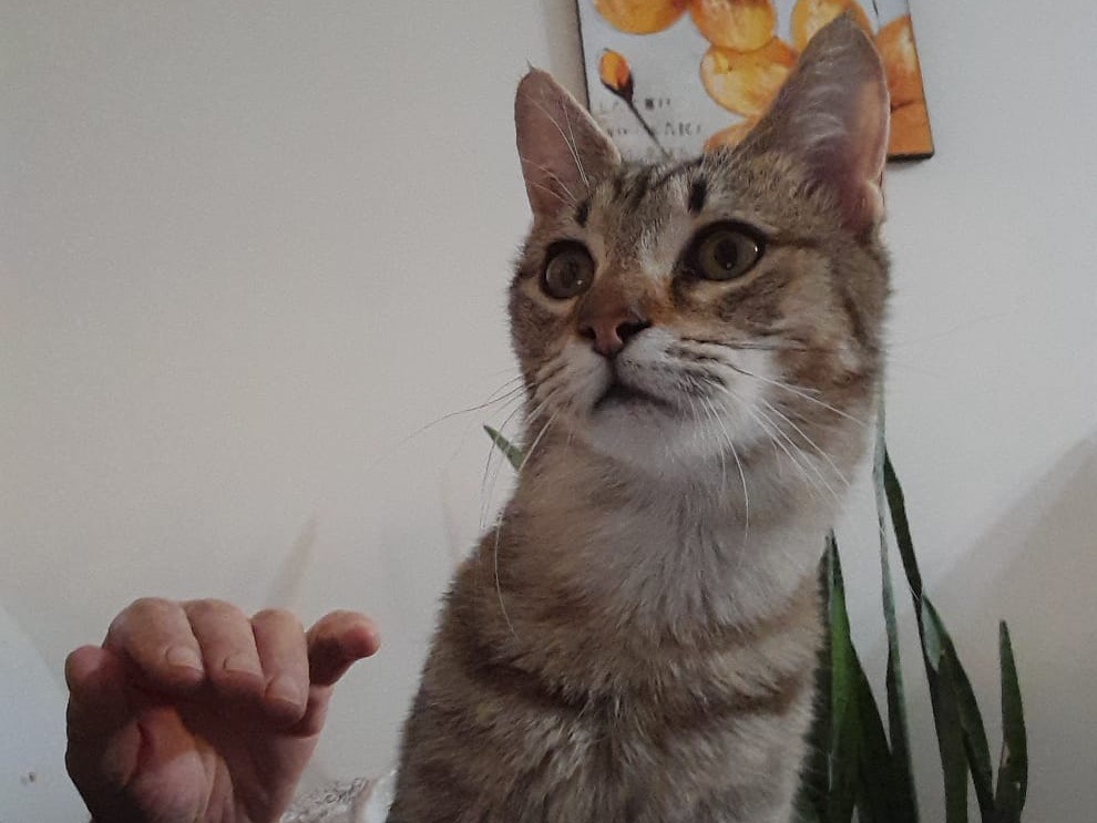 Adozione gatto, maschio, Razza sconosciuta Razza sconosciuta, 5 mesi, taglia non valida, Mantova