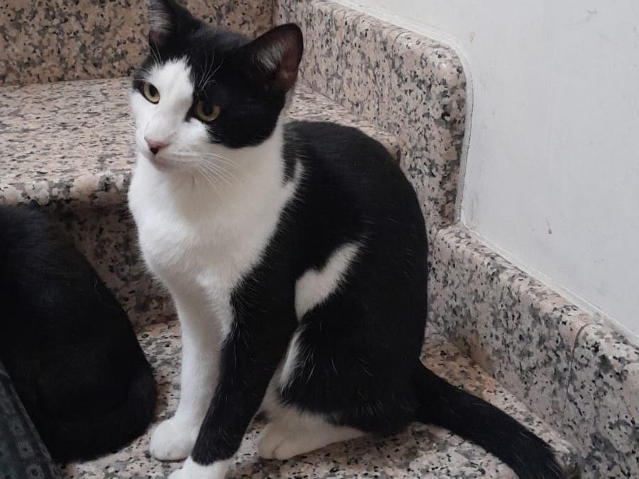 Adozione gatto, maschio, Razza sconosciuta Razza sconosciuta, 6 mesi, taglia non valida, Novara