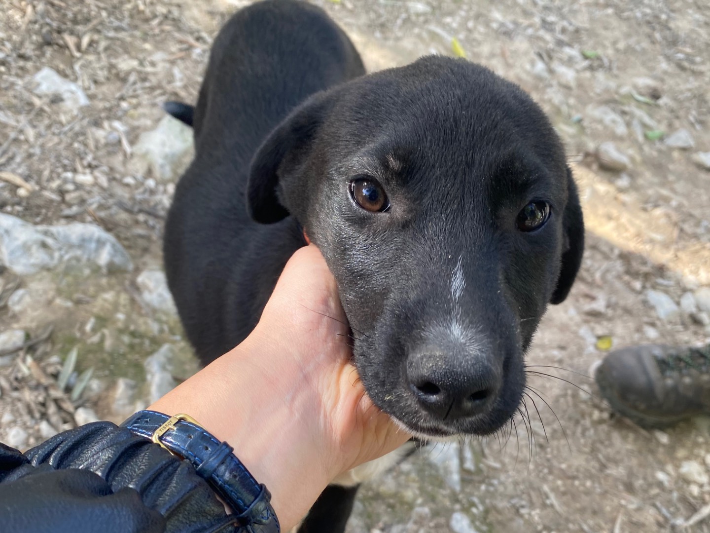 Adozione cane, femmina, Razza sconosciuta Razza sconosciuta, 3 mesi, taglia media, Ragusa