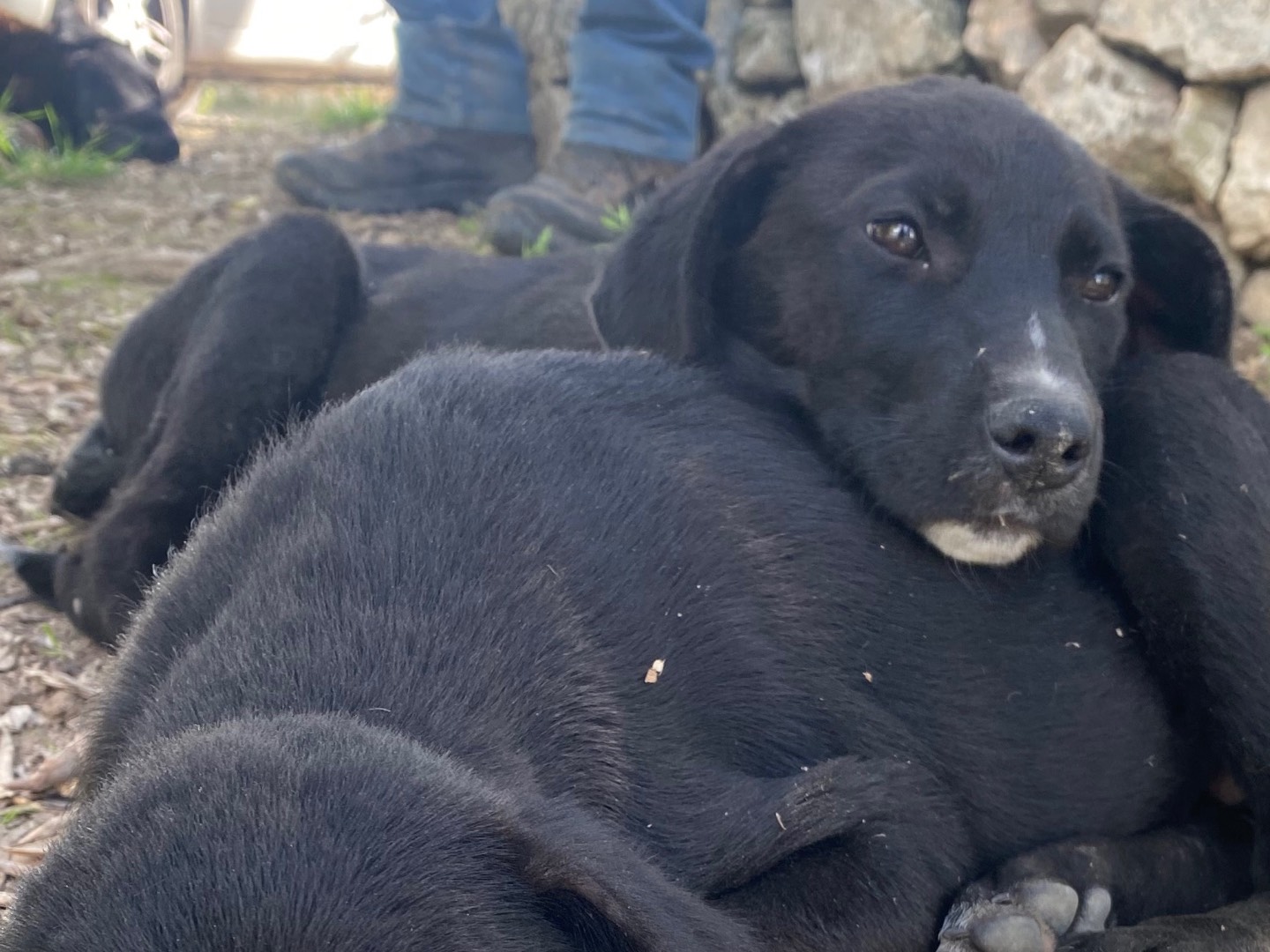 Adotta un cane, femmina, 3 mesi, Ragusa