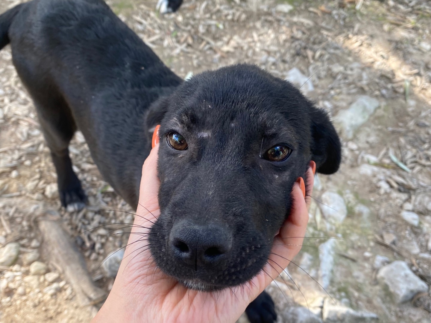 Adozione cane, femmina, Razza sconosciuta Razza sconosciuta, 3 mesi, taglia media, Ragusa