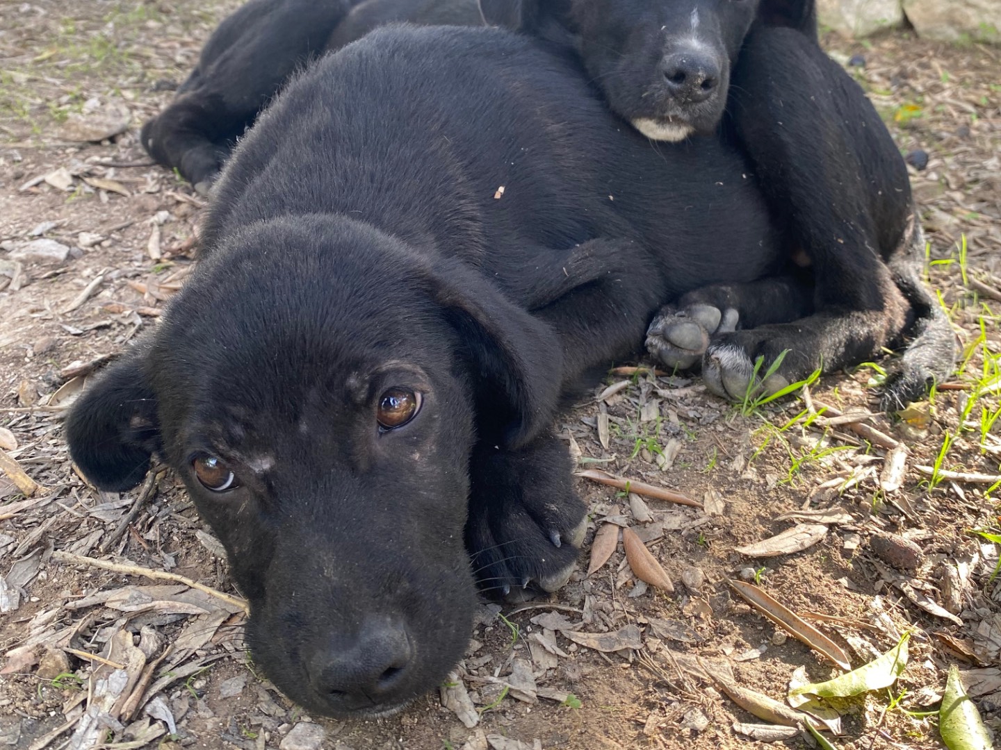 Adotta un cane, femmina, 3 mesi, Ragusa